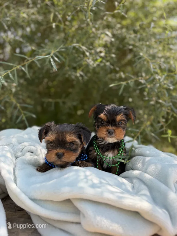 Little Milo – Yorkshire Terrier puppy for sale in Spokane, WA
