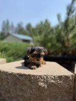 Little Willow, a female Yorkshire Terrier for sale in Spokane, WA – 9 of 9