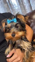 Mr. Peabody, a male Yorkshire Terrier for sale in Spokane, WA – 2 of 8