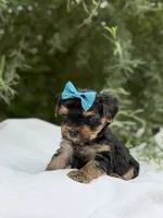 Lillian, a female Yorkshire Terrier for sale in Spokane, WA – 5 of 8