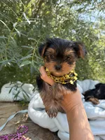 Little Willow, a female Yorkshire Terrier for sale in Spokane, WA – 6 of 9