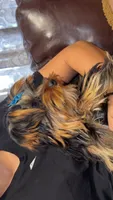 Mr. Peabody, a male Yorkshire Terrier for sale in Spokane, WA – 5 of 8