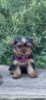 PENDING, a female Yorkshire Terrier for sale in Spokane, WA – Photo 8 of 10