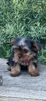 PENDING, a female Yorkshire Terrier for sale in Spokane, WA – Photo 5 of 10