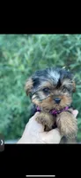 PENDING, a female Yorkshire Terrier for sale in Spokane, WA – Photo 2 of 10