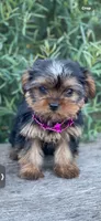 PENDING, a female Yorkshire Terrier for sale in Spokane, WA – Photo 3 of 10