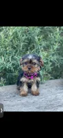 PENDING, a female Yorkshire Terrier for sale in Spokane, WA – Photo 7 of 10