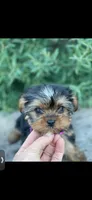 PENDING, a female Yorkshire Terrier for sale in Spokane, WA – Photo 1 of 10
