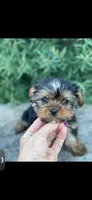 PENDING, a female Yorkshire Terrier for sale in Spokane, WA – Photo 4 of 10