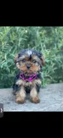 PENDING, a female Yorkshire Terrier for sale in Spokane, WA – Photo 10 of 10
