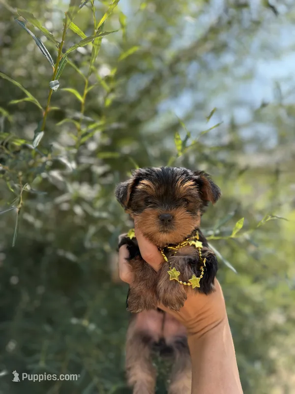 Little Willow – Yorkshire Terrier puppy for sale in Spokane, WA