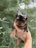 Princess Peach, a female Yorkshire Terrier for sale in Spokane, WA – 6 of 7