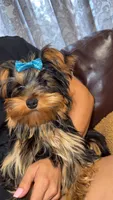Mr. Peabody, a male Yorkshire Terrier for sale in Spokane, WA – 7 of 8