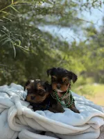 Little Milo, a male Yorkshire Terrier for sale in Spokane, WA – 3 of 10