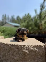 Little Willow, a female Yorkshire Terrier for sale in Spokane, WA – 4 of 9