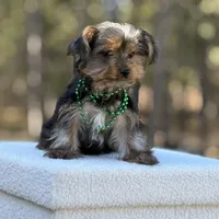 Merlin, a male Yorkshire Terrier for sale in Spokane, WA – Photo 5 of 6