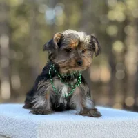Merlin, a male Yorkshire Terrier for sale in Spokane, WA – Photo 4 of 6