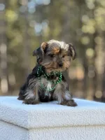 Merlin, a male Yorkshire Terrier for sale in Spokane, WA – Photo 4 of 6