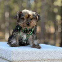 Merlin, a male Yorkshire Terrier for sale in Spokane, WA – Photo 6 of 6