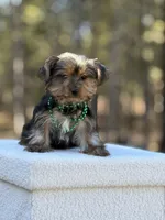 Merlin, a male Yorkshire Terrier for sale in Spokane, WA – Photo 6 of 6