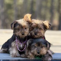 Merlin, a male Yorkshire Terrier for sale in Spokane, WA – Photo 3 of 6