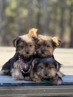 Merlin, a male Yorkshire Terrier for sale in Spokane, WA – Photo 3 of 6