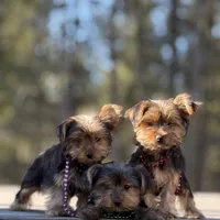 Merlin, a male Yorkshire Terrier for sale in Spokane, WA – Photo 2 of 6