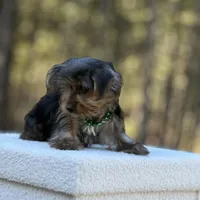 Merlin, a male Yorkshire Terrier for sale in Spokane, WA – Photo 1 of 6