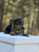 Merlin, a male Yorkshire Terrier for sale in Spokane, WA – Photo 1 of 6