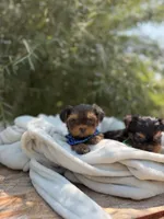 Little Teddy, a male Yorkshire Terrier for sale in Spokane, WA – 1 of 7