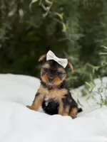 Princess Peach, a female Yorkshire Terrier for sale in Spokane, WA – 4 of 7