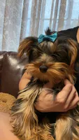 Mr. Peabody, a male Yorkshire Terrier for sale in Spokane, WA – 4 of 8