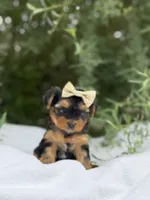 Abigail, a female Yorkshire Terrier for sale in Spokane, WA – 7 of 10
