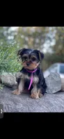 Pink Delilah, a female Yorkshire Terrier for sale in Spokane, WA – Photo 10 of 10