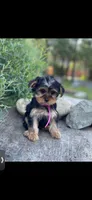 Pink Delilah, a female Yorkshire Terrier for sale in Spokane, WA – Photo 9 of 10