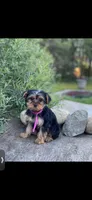 Pink Delilah, a female Yorkshire Terrier for sale in Spokane, WA – Photo 8 of 10