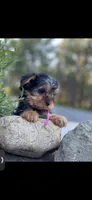 Pink Delilah, a female Yorkshire Terrier for sale in Spokane, WA – Photo 7 of 10