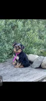 Pink Delilah, a female Yorkshire Terrier for sale in Spokane, WA – Photo 6 of 10