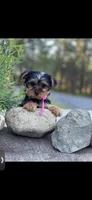 Pink Delilah, a female Yorkshire Terrier for sale in Spokane, WA – Photo 2 of 10