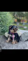 Pink Delilah, a female Yorkshire Terrier for sale in Spokane, WA – Photo 4 of 10