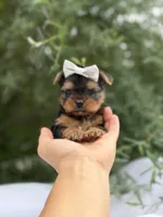 Princess Peach, a female Yorkshire Terrier for sale in Spokane, WA – 2 of 7