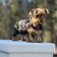 Allie, a female Yorkshire Terrier for sale in Spokane, WA – Photo 10 of 10