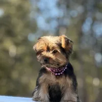 Allie, a female Yorkshire Terrier for sale in Spokane, WA – Photo 3 of 10