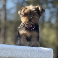 Allie, a female Yorkshire Terrier for sale in Spokane, WA – Photo 8 of 10