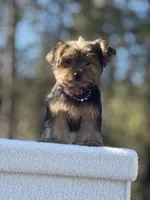 Allie, a female Yorkshire Terrier for sale in Spokane, WA – Photo 8 of 10