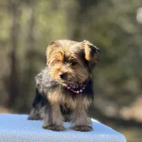 Allie, a female Yorkshire Terrier for sale in Spokane, WA – Photo 5 of 10