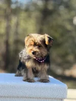 Allie, a female Yorkshire Terrier for sale in Spokane, WA – Photo 5 of 10