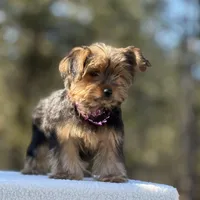Allie, a female Yorkshire Terrier for sale in Spokane, WA – Photo 7 of 10