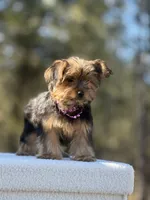 Allie, a female Yorkshire Terrier for sale in Spokane, WA – Photo 7 of 10