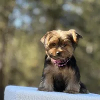 Allie, a female Yorkshire Terrier for sale in Spokane, WA – Photo 2 of 10